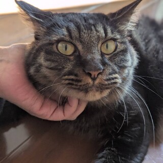 1歳半くらいの元気いっぱいな男の子❤平尾大くん