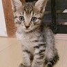 守ってあげたい超甘フェイス！約2ヶ月 サムネイル2