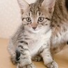 守ってあげたい超甘フェイス！約2ヶ月 サムネイル4