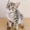 守ってあげたい超甘フェイス！約2ヶ月 サムネイル6