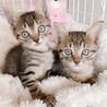 守ってあげたい超甘フェイス！約2ヶ月 サムネイル7