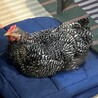 人慣れした生後3か月半の雄鶏(若鶏) サムネイル2