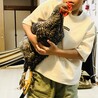 人慣れした生後3か月半の雄鶏(若鶏) サムネイル4