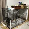 人慣れした生後3か月半の雄鶏(若鶏) サムネイル6