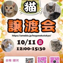 ほごねこ東京譲渡会＠駒込