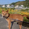 シャイだけど、本当は甘えん坊な｢うー君｣ サムネイル4