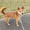 シャイだけど、本当は甘えん坊な｢うー君｣ サムネイル5
