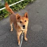 シャイだけど、本当は甘えん坊な｢うー君｣ サムネイル6