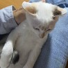 青い目の女の子