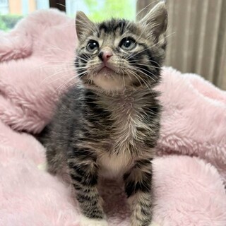 ソックスはいて陽気な子猫のんちゃん