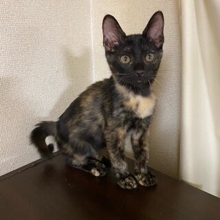 アンちゃん