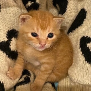 トラボルタくん