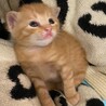 トラボルタくん サムネイル5