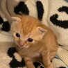トラボルタくん サムネイル6
