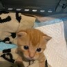 トラボルタくん サムネイル7