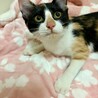 甘えん坊で可愛い三毛猫の女の子 サムネイル5
