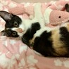 甘えん坊で可愛い三毛猫の女の子 サムネイル4