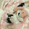 甘えん坊で可愛い三毛猫の女の子 サムネイル6