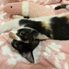甘えん坊で可愛い三毛猫の女の子 サムネイル7
