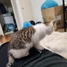 雄ちゃん(仮ｻﾑ君)の里親募集 サムネイル2