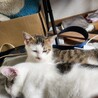 雄ちゃん(仮ｻﾑ君)の里親募集 サムネイル4