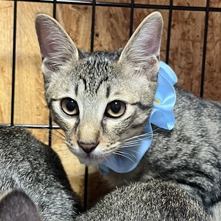 おっとりキジ猫ヨッシー君