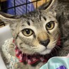 シャイなキジトラ猫マリオ君 サムネイル2