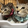 シャイなキジトラ猫マリオ君 サムネイル3