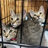 シャイなキジトラ猫マリオ君 サムネイル4