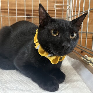 交渉中。穏やか黒猫アイパーくん