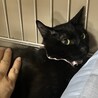 大腿骨と股関節の手術を乗り越えた黒猫ちゃん避妊済 サムネイル3