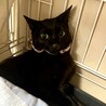 大腿骨と股関節の手術を乗り越えた黒猫ちゃん避妊済 サムネイル4
