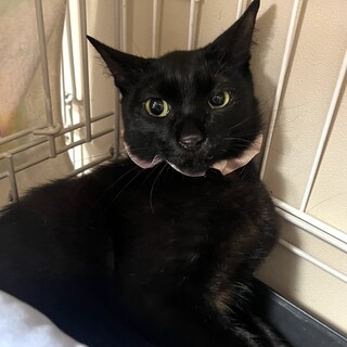 大腿骨と股関節の手術を乗り越えた黒猫ちゃん避妊済