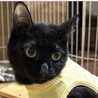 大腿骨と股関節の手術を乗り越えた黒猫ちゃん避妊済