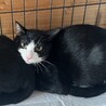 交渉中です★おっとりハチワレ猫テクノ君