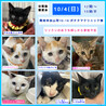ブルーアイ三毛猫しいちゃん１歳避妊済 サムネイル7