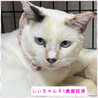 ブルーアイ三毛猫しいちゃん１歳避妊済 サムネイル6