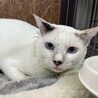 ブルーアイ三毛猫しいちゃん１歳避妊済 サムネイル4