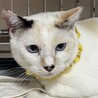ブルーアイ三毛猫しいちゃん１歳避妊済 サムネイル2