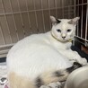 ブルーアイ三毛猫しいちゃん１歳避妊済 サムネイル5