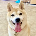 柴犬9㎏10歳おだやかな女の子♡