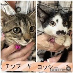 保護猫譲渡会@碧南市