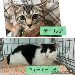 保護猫譲渡会@高浜市 サムネイル2