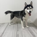 シベリアンハスキー 1歳 女の子