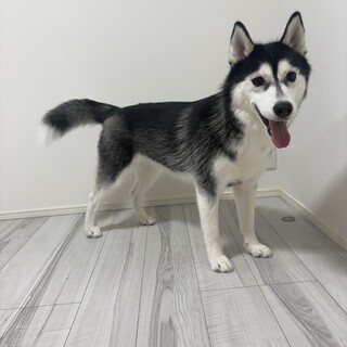 シベリアンハスキー 1歳 女の子