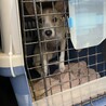 宮古島から空輸できた女の子☆もな子6ヶ月 サムネイル3