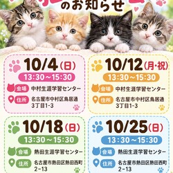 猫の譲渡会_名古屋