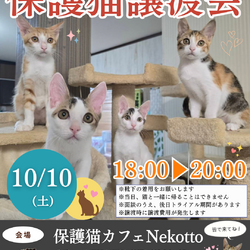 保護猫譲渡会