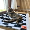 いつでもごきげん♪ハニちゃん♀3ヶ月 サムネイル7
