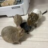8月生まれメスのデグーちゃん サムネイル2